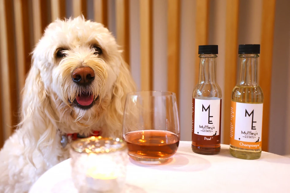 Purrno Noir? New Zealand company sells non-alcoholic wine for pets Purrno Noir? New Zealand company sells non-alcoholic wine for pets