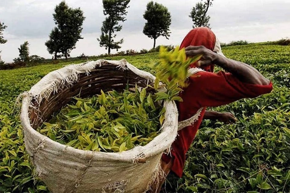 Kenya’s tea sector set for overhaul under new draft regulations Kenya’s tea sector set for overhaul under new draft regulations