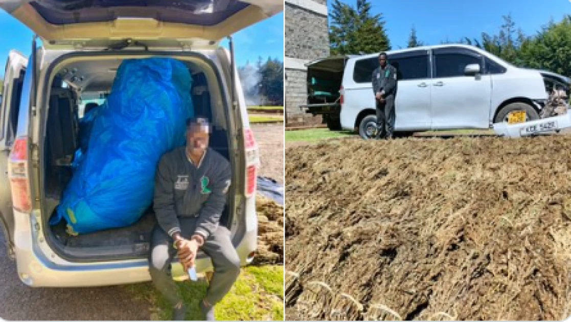 Police arrest suspect with Ksh.2M worth of Cannabis in Baringo Police arrest suspect with Ksh.2M worth of Cannabis in Baringo