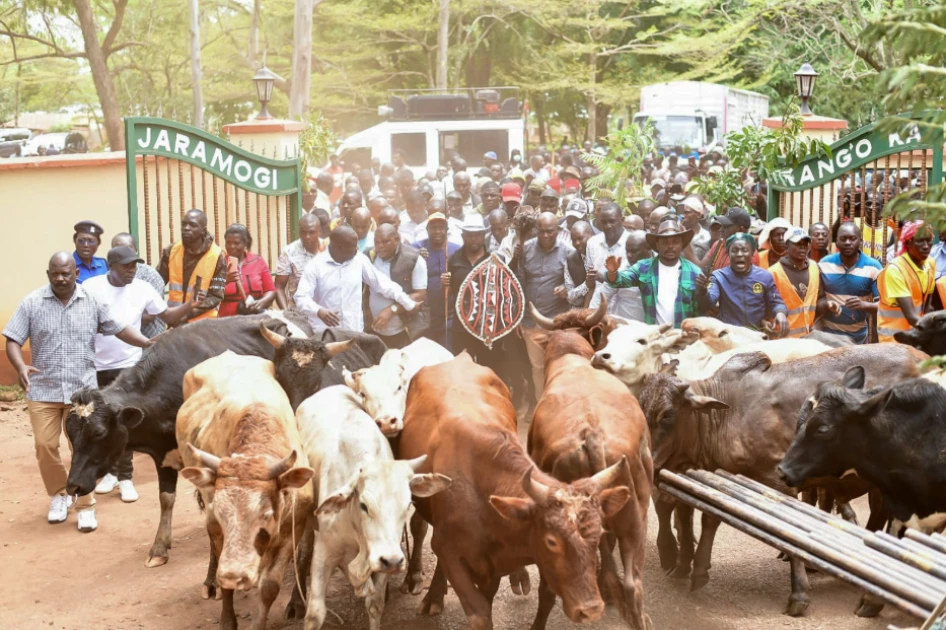 Over 100 bulls presented to Raila Odinga’s family in grand traditional tribute Over 100 bulls presented to Raila Odinga’s family in grand traditional tribute
