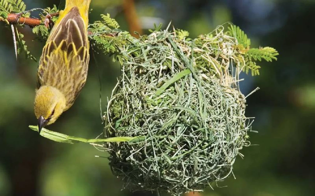 Wananchi Opinion: Let's learn money behaviour from weaver birds Wananchi Opinion: Let's learn money behaviour from weaver birds