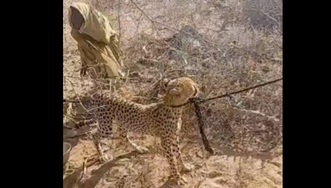Garissa woman rescued a cheetah, raised it for two years then KWS took it away Garissa woman rescued a cheetah, raised it for two years then KWS took it away