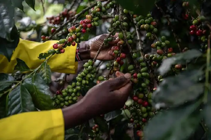 Three suspects arrested over coffee theft in Kirinyaga