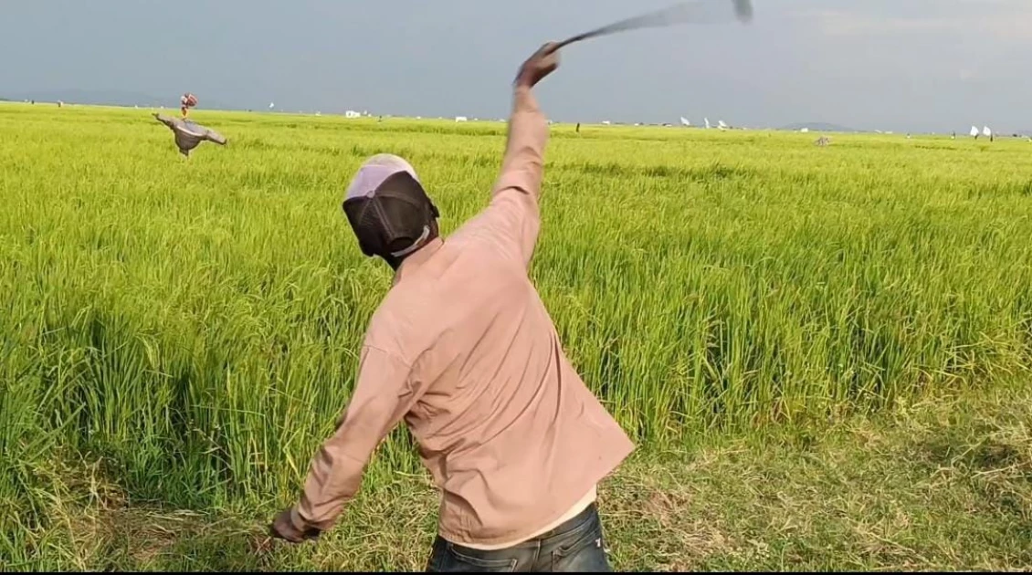Mwea rice farmers decry crop infestation as Ksh.500 spent on bird chasers daily