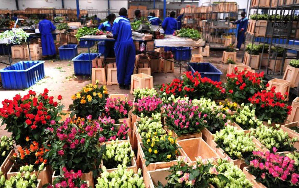 Bloom or Bust: Seizing opportunities in a changing flower trade