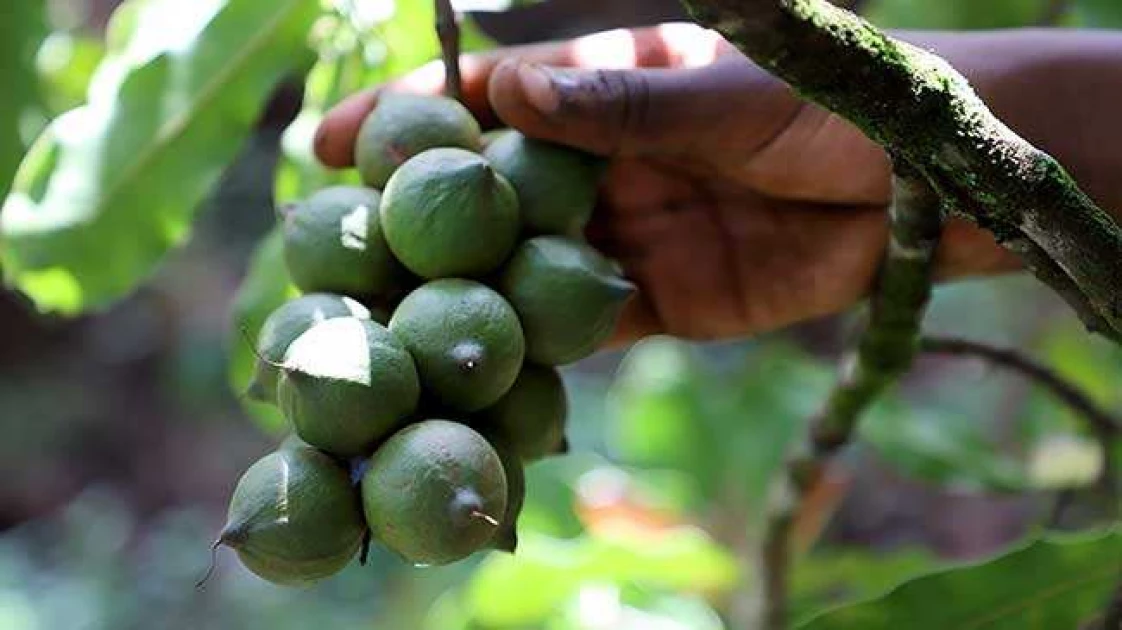Macadamia Association refutes claims of low earnings for farmers