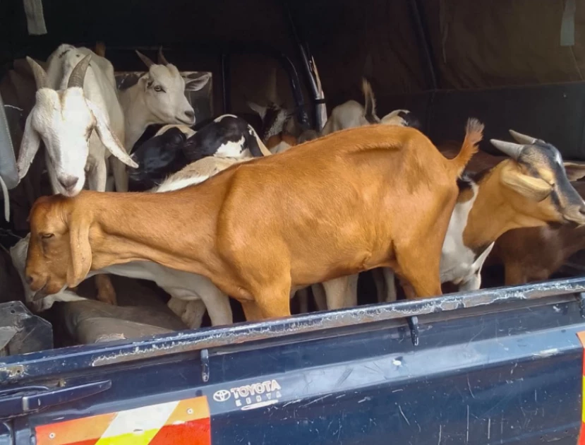 Police recover stolen livestock in Isiolo