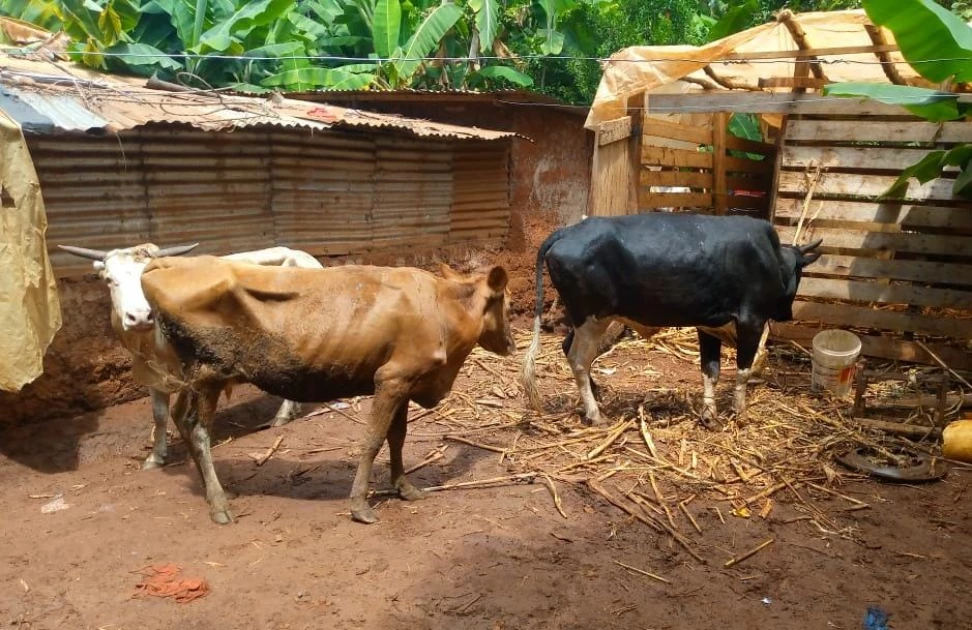 Police recover stolen livestock in Mwea raid