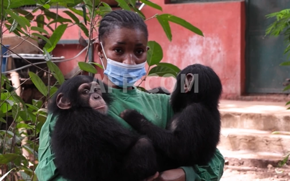 Sierra Leone chimpanzee sanctuary reopens after deforestation protest