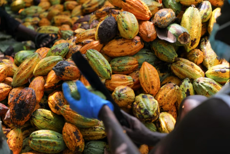 Inside Ghana’s cocoa belt: How agroforestry is reviving the land and livelihoods