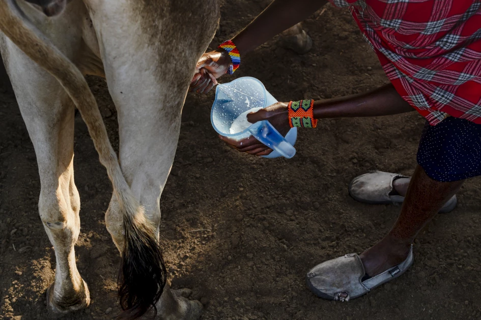 Tanzania Maasai fear VW 'greenwashing' carbon credit scheme
