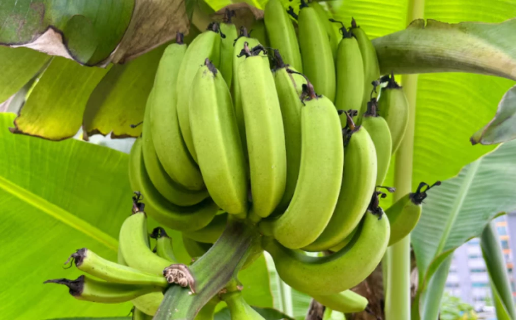 Minor dead, her brother injured after mother caned them for allegedly stealing bananas