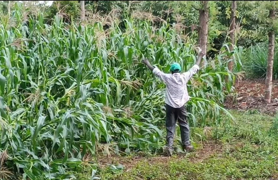 Monkey invasion: Kirinyaga residents lament over primates pitch camp in their farms, homesteads 