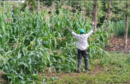 Monkey invasion: Kirinyaga residents lament over primates pitch camp in their farms, homesteads 