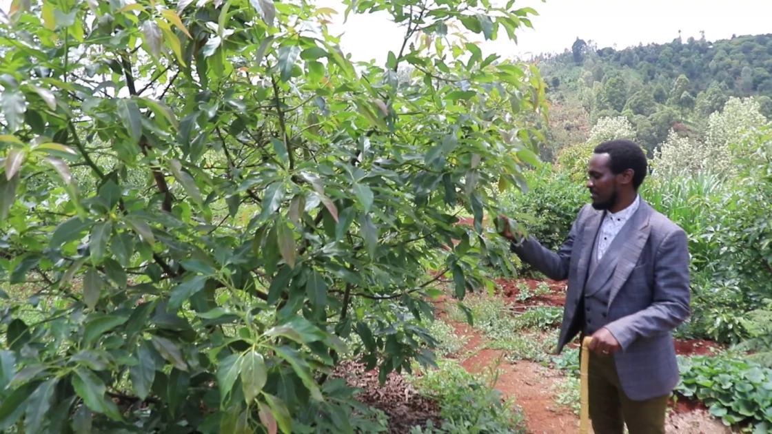 Gatundu North avocado farmers move to break grip of middlemen, boost earnings