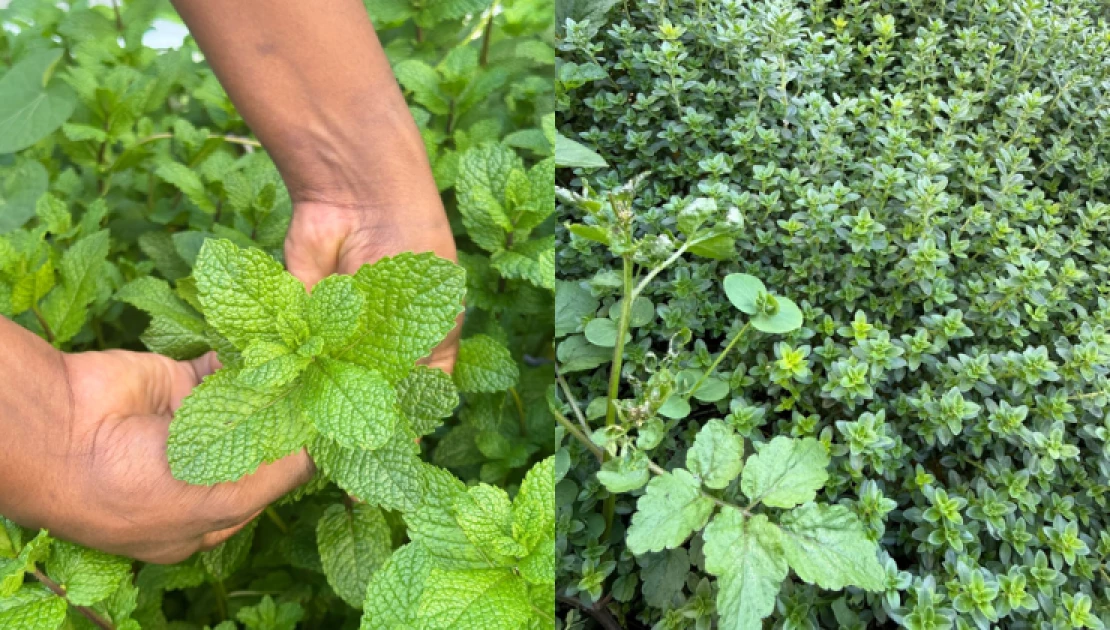 Dusit Princess turns to organic gardening, motion sensors, solar in new green push