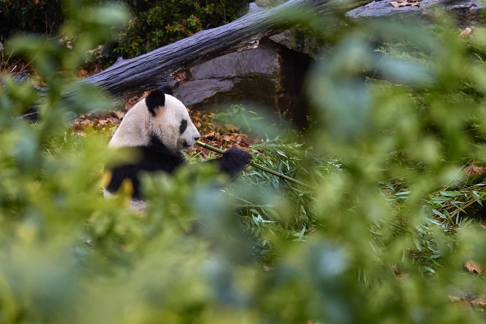 France bids farewell to beloved pandas bound for China