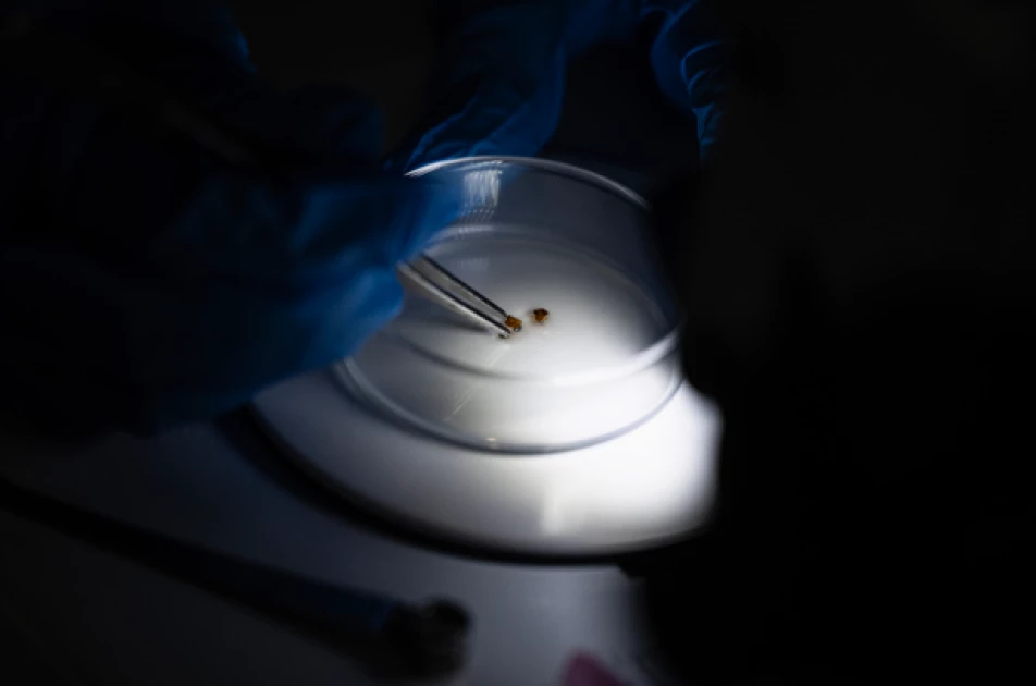 Malaysian scientists recruit bed bugs as crime scene sleuths