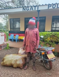 Murang'a: Police recover 120 stolen pineapples in Ithanga Kakuzi operation