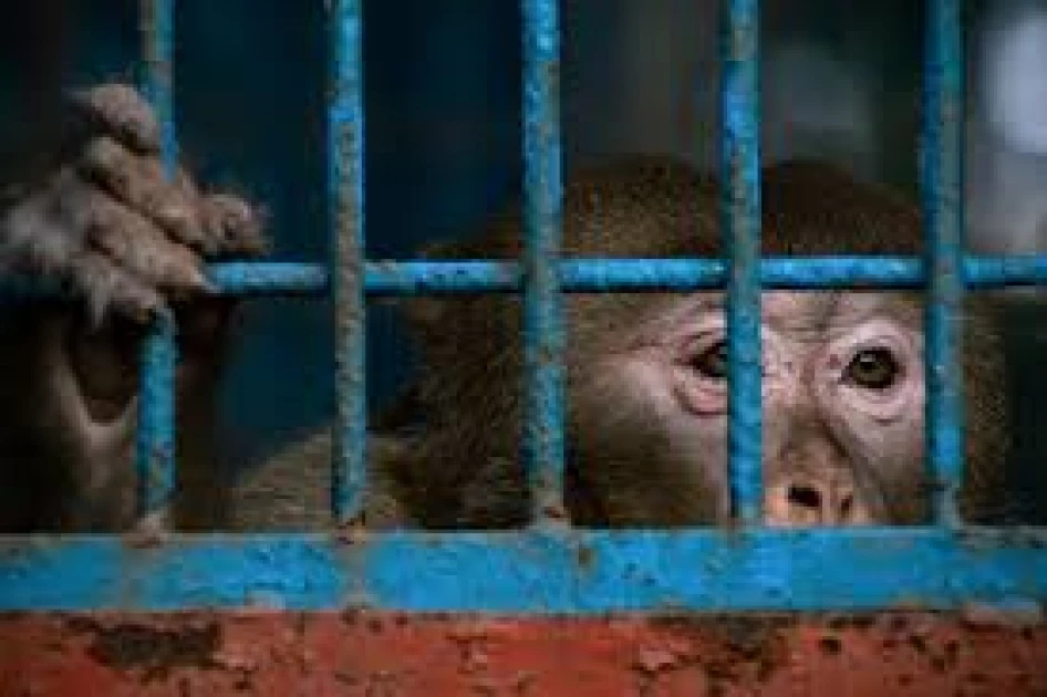 US medical agency will scale back testing on monkeys