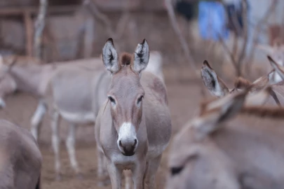 OPINION: Why EALA’s donkey protection motion matters for East Africa