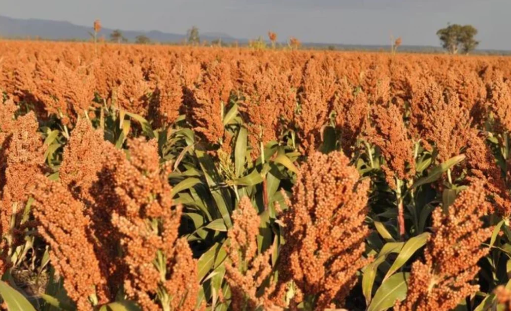 KBL launches Ksh.33.7M campaign to support sorghum farmers