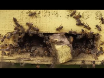 Man dies after bee attack in Homa Bay