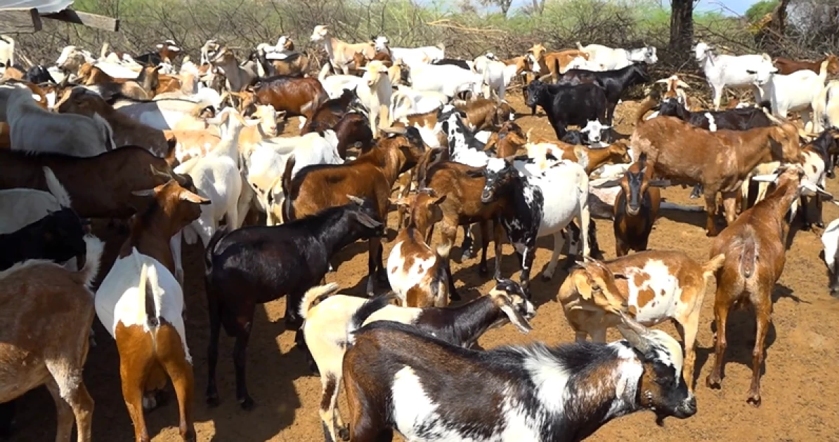 A Meh-rry Christmas in Baringo as farmers prepare for Kimalel Goat Auction