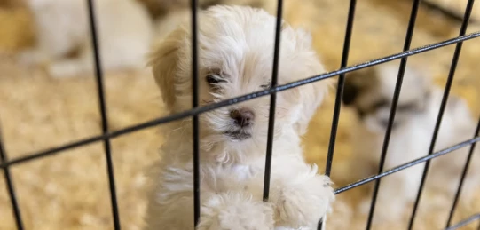 Paw patrol: UK govt vows to end puppy farming