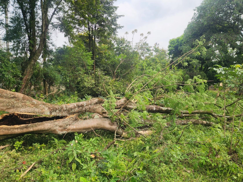 Man dies after being struck by a tree in Nambale