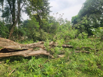 Man dies after being struck by a tree in Nambale