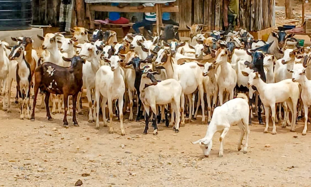 300 stolen goats recovered as five suspects escape in Isiolo