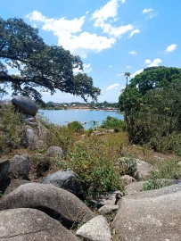 Migori: Girl left nursing injuries after baboon attack at home