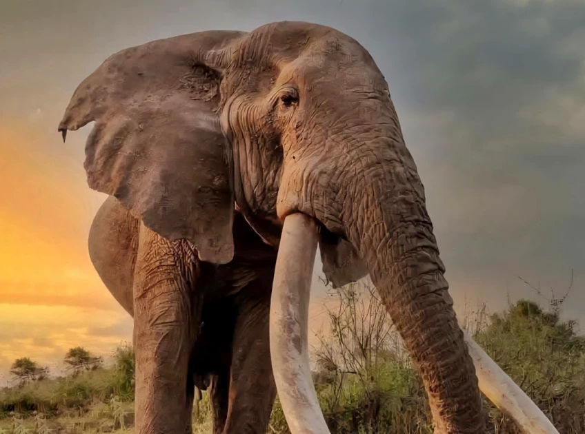 Legendary Amboseli super tusker Craig dies at 54