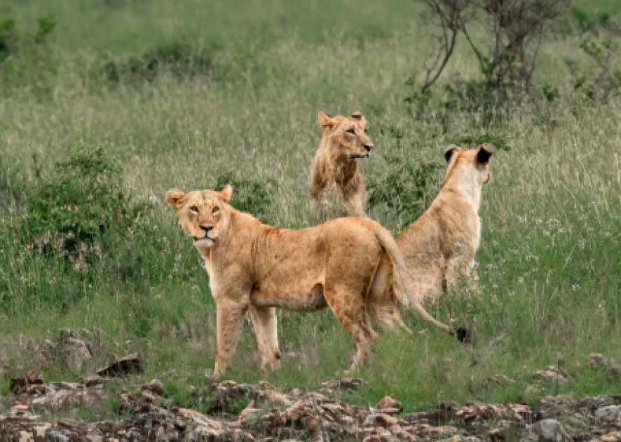 Huntdown on after two lionesses escape Nairobi National park