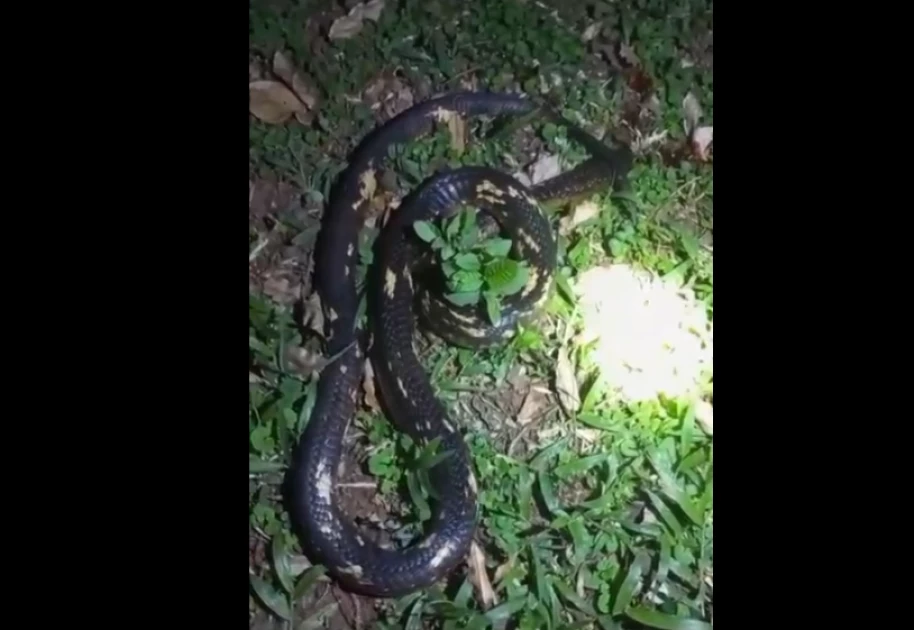 Panic as snake with jungle skin enters police report office in Siaya