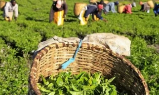 Gov't urged to take urgent action to protect tea farmers, restore export confidence