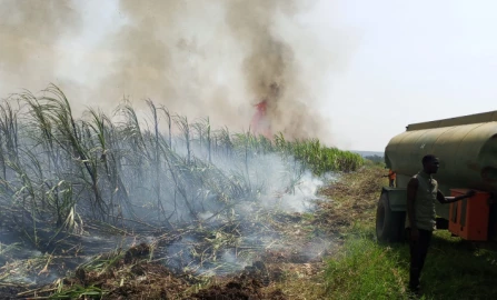 Arsonists set Chemelil’s sugarcane plantations on fire