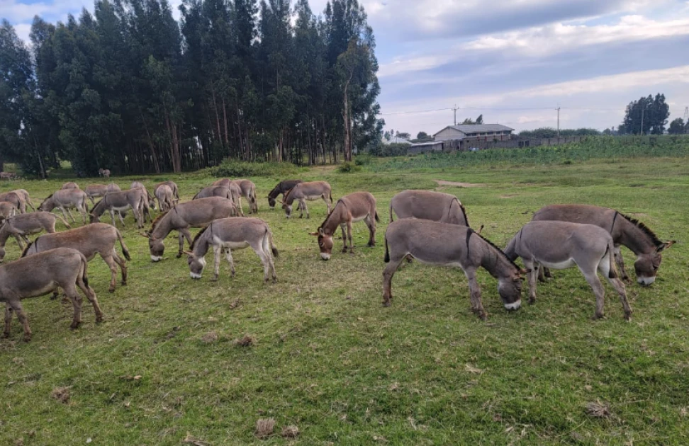 Ride for donkeys: A journey on two wheels and the heart of a nation