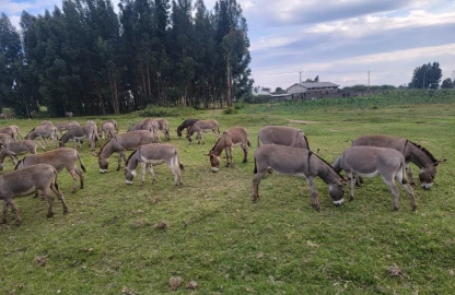 Ride for donkeys: A journey on two wheels and the heart of a nation