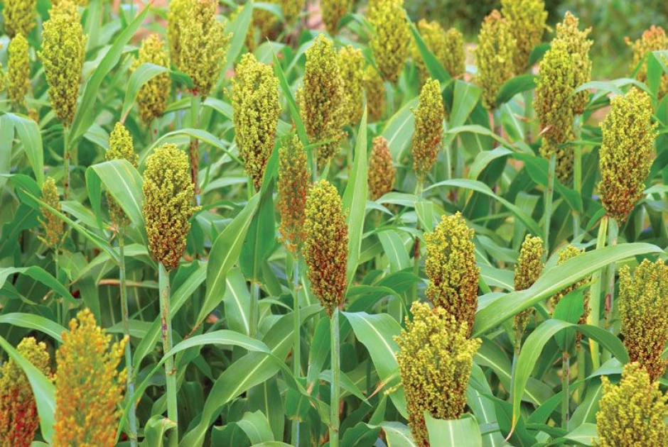 Homa Bay PWD sorghum farmers receive boost to fight climate change