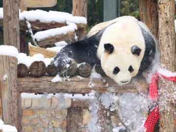 Two giant pandas sent by China arrive in US