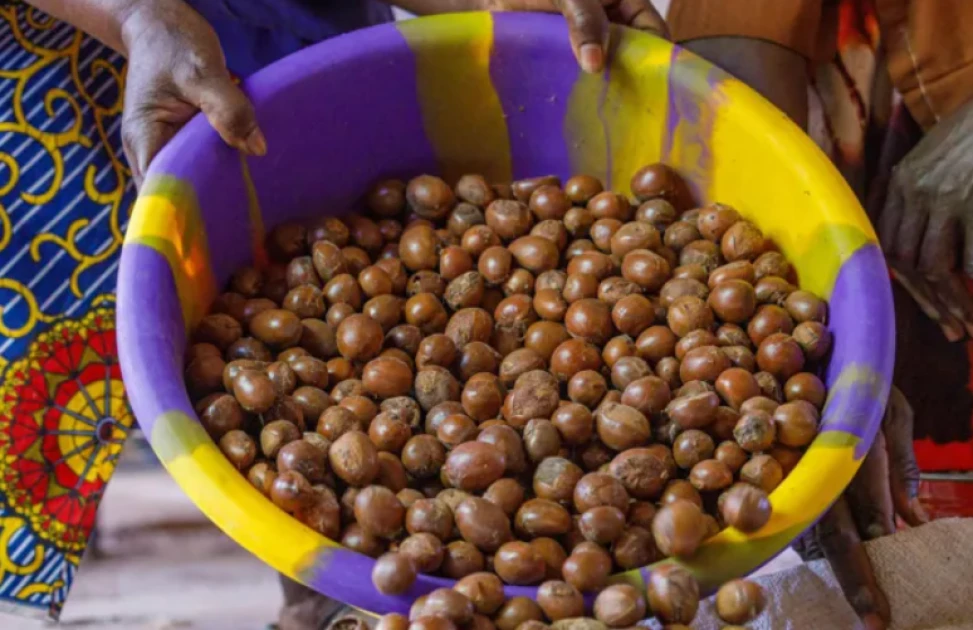 Global demand for shea butter is growing: but it’s not all good news for women who collect the nuts