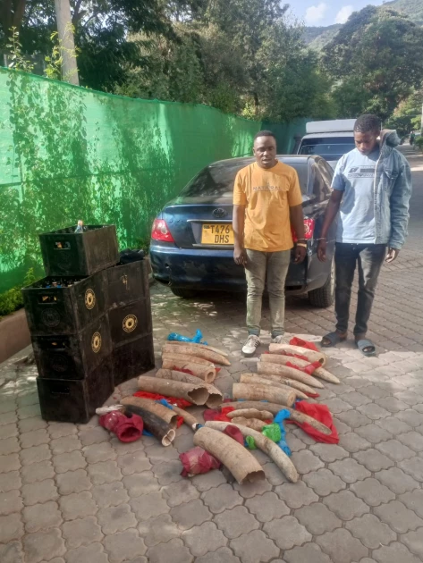 Two Tanzanians arrested in Kajiado with elephant tasks worth Ksh.14M
