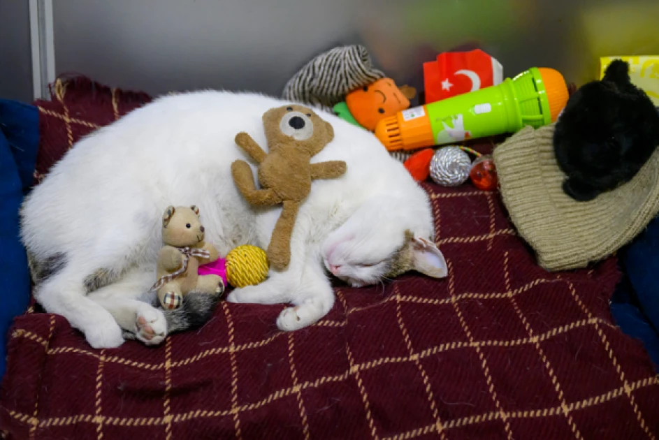 Living like sultans: The lives of Istanbul's pampered street cats