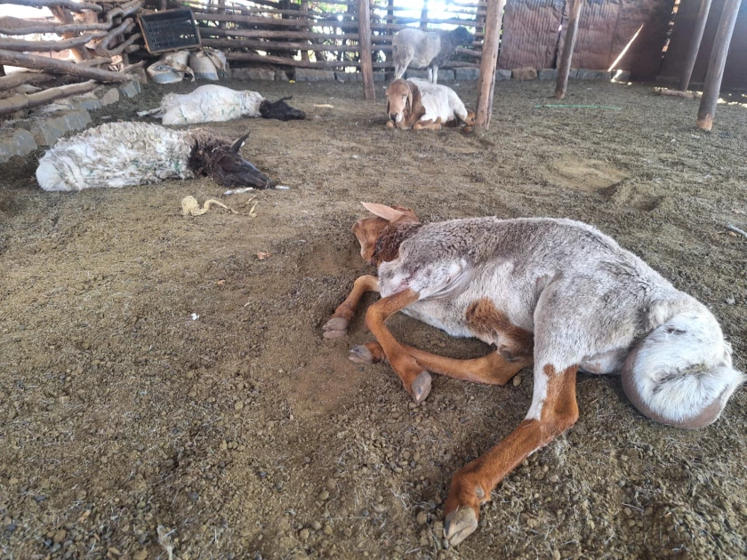 Kiambu: Losses after wild animal attacks livestock in Limuru 