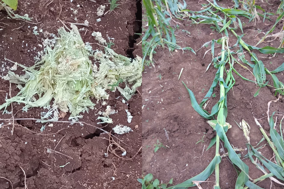 Farmers in Makueni suffer crop losses as elephants invade villages