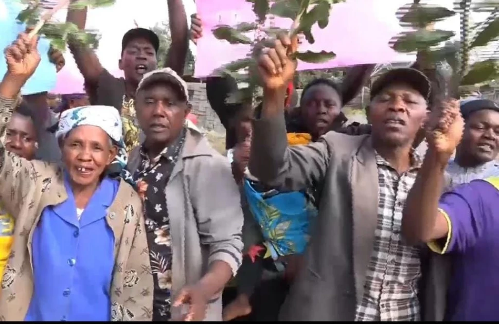 Protests erupt in Kirinyaga over macadamia sales ban