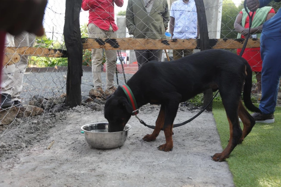 Nairobi County launches free rabies vaccination drive targeting over 10,000 pets