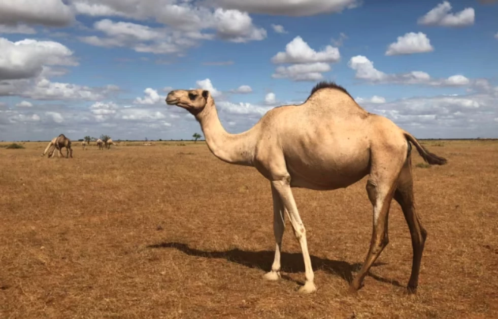 Saudi Arabia to provide passports for kingdom's beloved camels